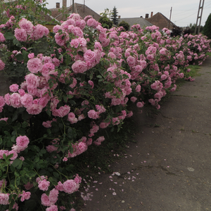 Светло розово - парк – храст роза